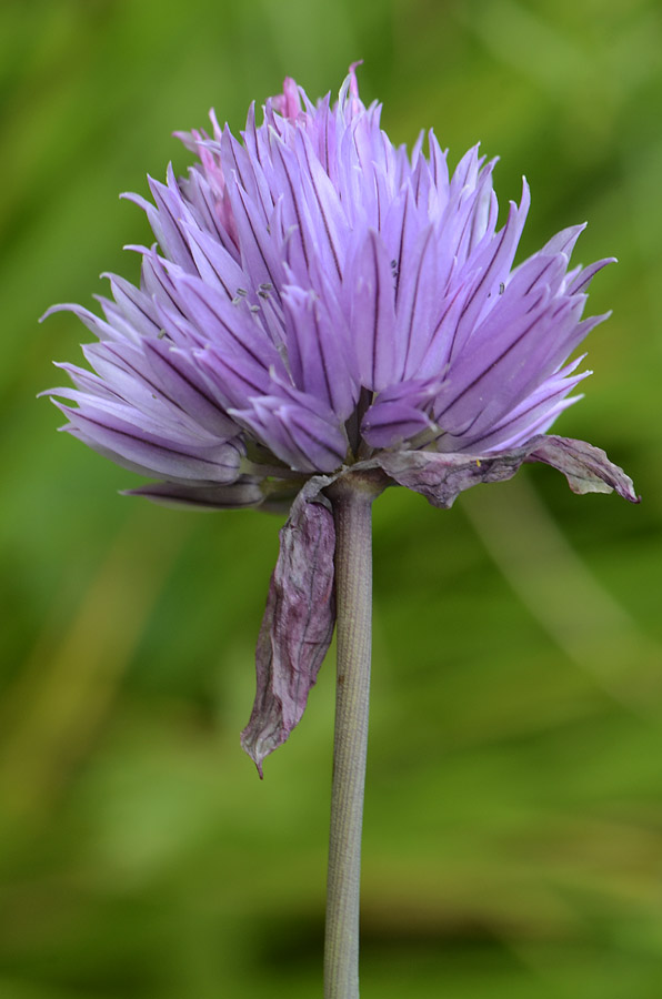 Allium schoenoprasum / Erba cipollina